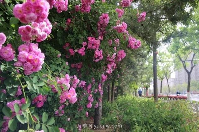 邢臺市花月季綻放！月季花城進入觀賞期(圖8)