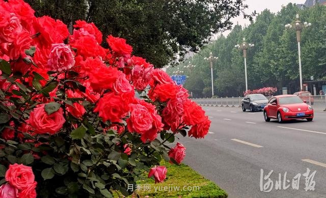 河北石家莊市花月季開 添彩省會美景(圖4)