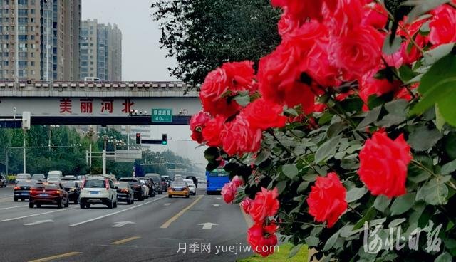 河北石家莊市花月季開 添彩省會美景(圖3)