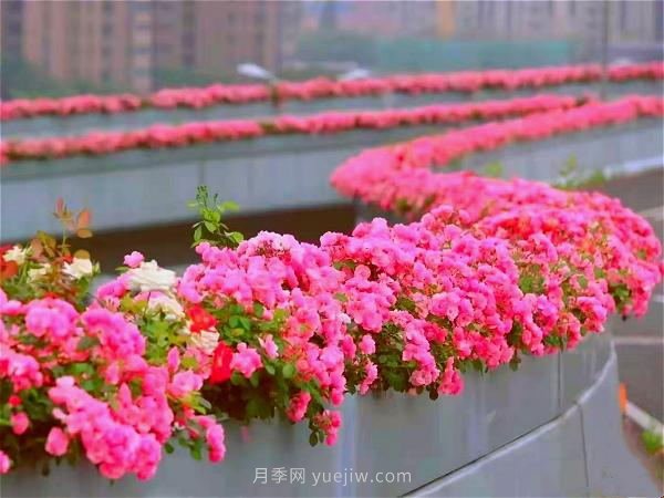 杭州有全國(guó)***美花路，大道兩旁開(kāi)滿月季花，堵車都是享受(圖1)