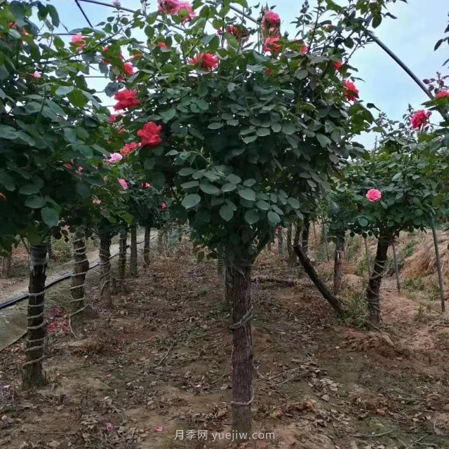 5公分樹樁月季南陽基地批發(fā)(圖1)