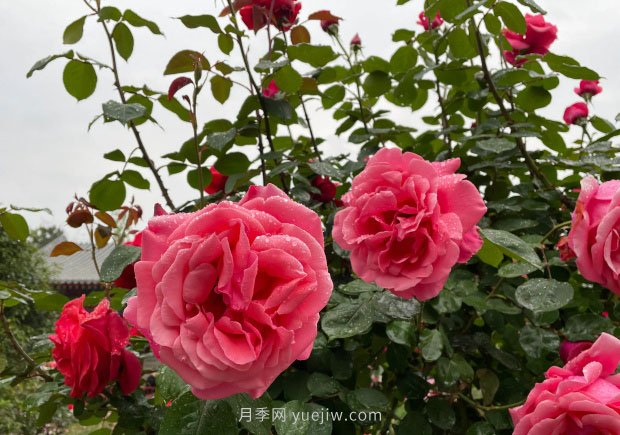 月季花的修剪技術(shù)、范圍和適宜時(shí)期(圖1)