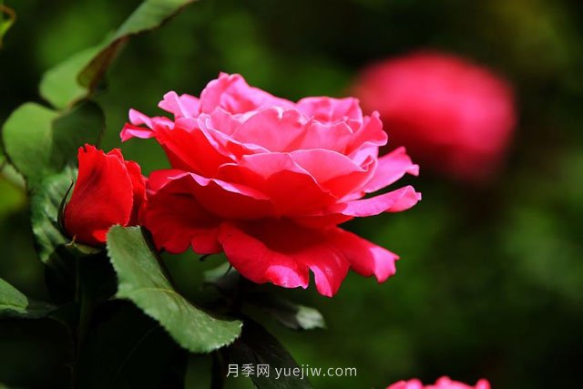瀏陽市柏加鎮(zhèn)，從前賣樹如今賣景(圖1)
