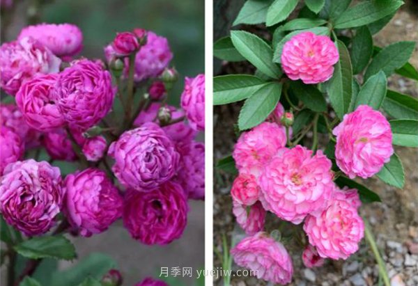 推薦4個品種，皮實好養(yǎng)開花量大，打造藤本花瀑布(圖4)