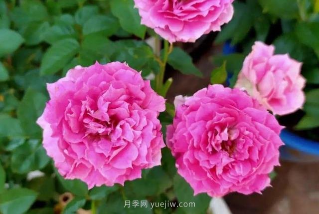 推薦6個濃香月季品種，抗病好養(yǎng)，香水月季就選她(圖3)