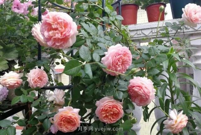 推薦6個濃香月季品種，抗病好養(yǎng)，香水月季就選她(圖1)