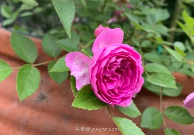 推薦6個濃香月季品種，抗病好養(yǎng)，香水月季就選她(圖5)