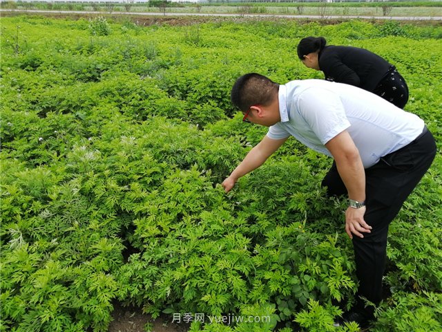 社旗艾草產(chǎn)業(yè)，艾成熟香滿田(圖1)