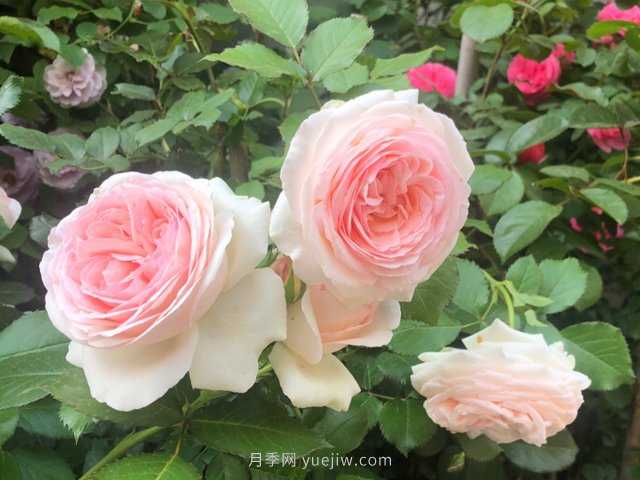 推薦10款朋友圈超火的月季花，每一款都太美了花友必買(圖2)