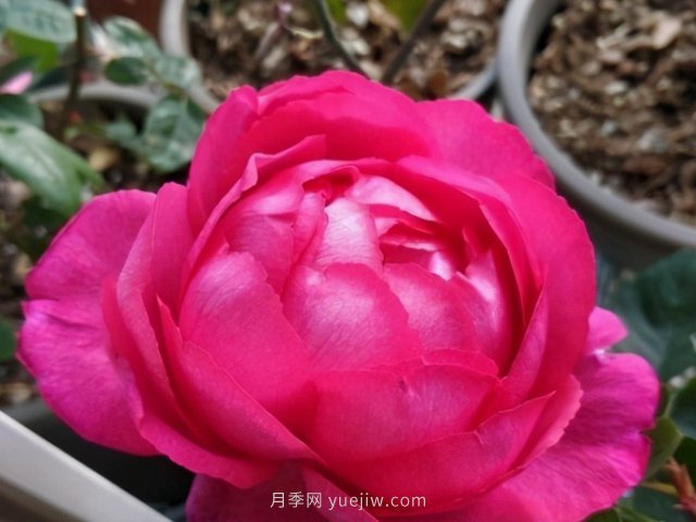 推薦10款朋友圈超火的月季花，每一款都太美了花友必買(圖4)