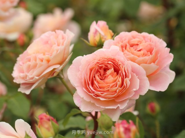 推薦10款朋友圈超火的月季花，每一款都太美了花友必買(圖9)