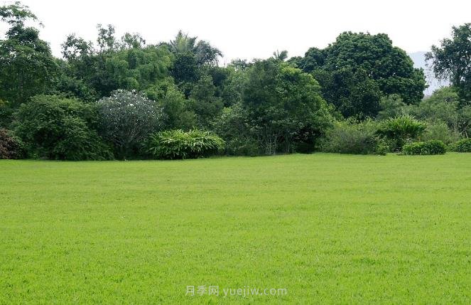 如何進(jìn)行草坪滾壓？有什么方法？(圖1)