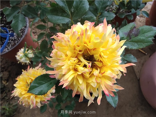 月季爛根怎么辦？補救方法有哪些？(圖1)