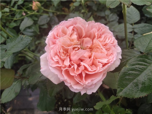 夏天如何養(yǎng)月季？月季可以活多少年？(圖1)