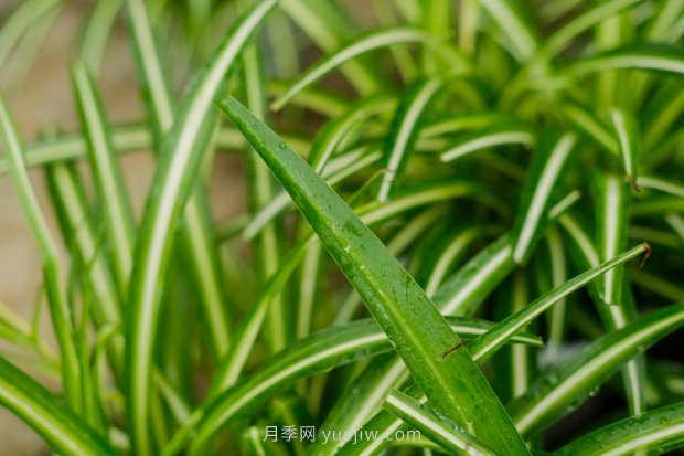 室內(nèi)喜陰的四個(gè)植物(圖1)