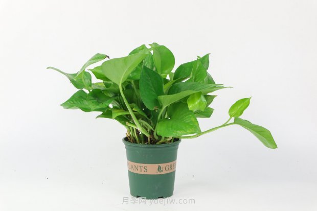 不需要陽光的室內(nèi)植物有哪些(圖1)