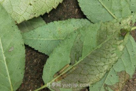 月季紅蜘蛛用什么藥***有效，怎么防治(圖3)