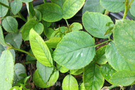 月季薊馬是什么，對(duì)人體有害嗎(圖2)