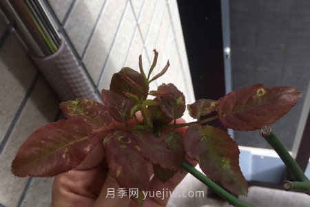 月季薊馬是什么，對(duì)人體有害嗎(圖1)