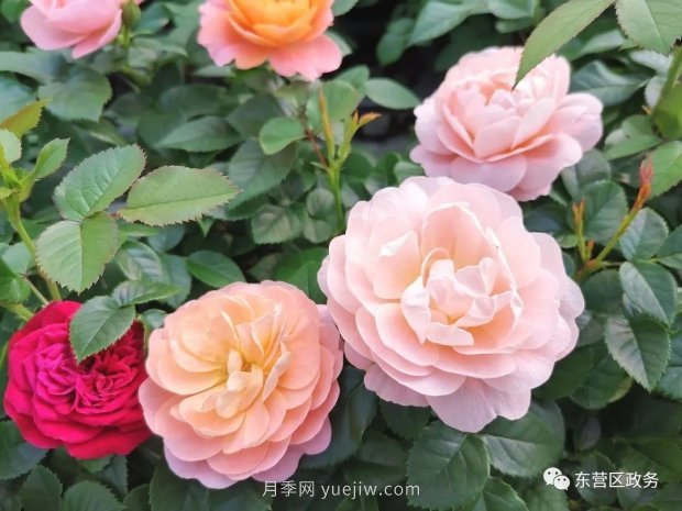 山東東營：月季盛開，這里的春天，太美了(圖3)