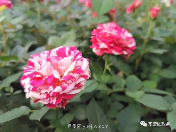 山東東營：月季盛開，這里的春天，太美了(圖1)