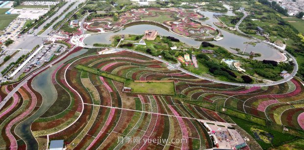河南南陽(yáng)：月季花開 滿城飄香(圖2)