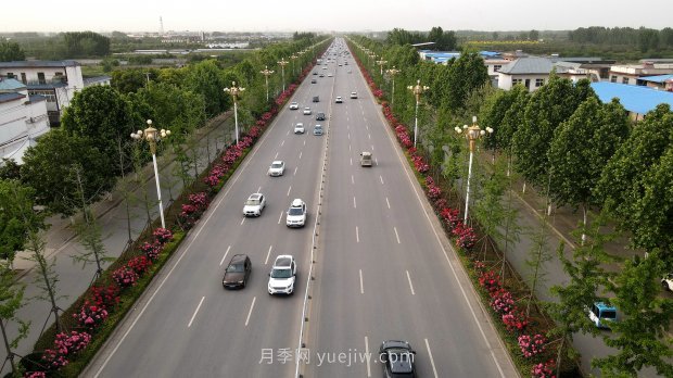 河南南陽(yáng)：月季花開 滿城飄香(圖4)
