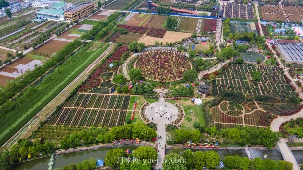 河南南陽(yáng)：月季花開 滿城飄香(圖1)