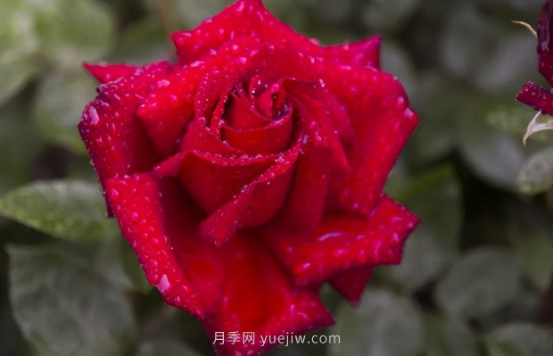 推薦16個(gè)世界上***受歡迎的月季品種，都獲得過榮譽(yù)(圖10)