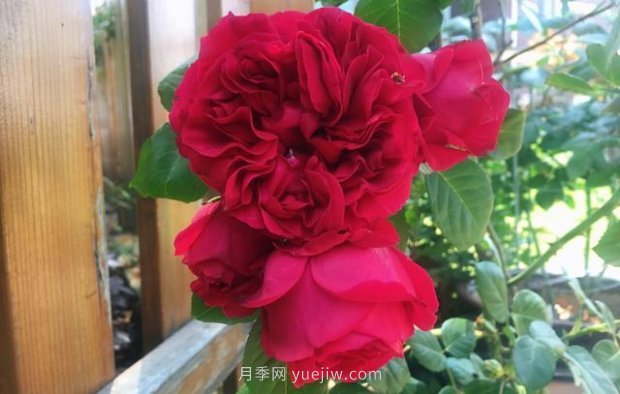 推薦16個(gè)世界上***受歡迎的月季品種，都獲得過榮譽(yù)(圖12)