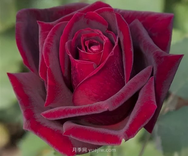 推薦16個(gè)世界上***受歡迎的月季品種，都獲得過榮譽(yù)(圖6)