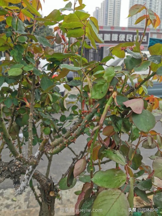 樹狀月季枝干上有許多小白點(diǎn)，可能是桑盾蚧在危害(圖3)