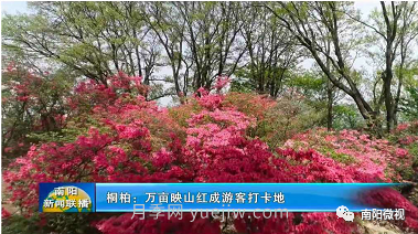 南陽(yáng)桐柏：萬(wàn)畝映山紅成游客打卡地(圖1)