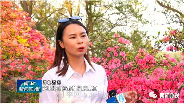 南陽(yáng)桐柏：萬(wàn)畝映山紅成游客打卡地(圖4)