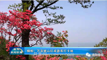 南陽(yáng)桐柏：萬(wàn)畝映山紅成游客打卡地(圖2)