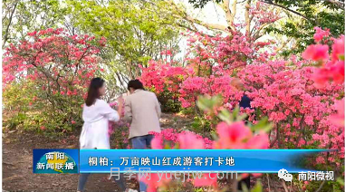 南陽(yáng)桐柏：萬(wàn)畝映山紅成游客打卡地(圖3)