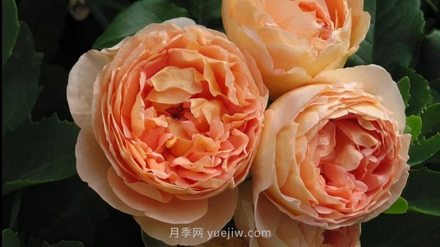 推薦9個(gè)花香濃郁的藤本月季品種，香飄滿院(圖2)