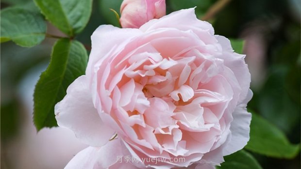 推薦9個(gè)花香濃郁的藤本月季品種，香飄滿院(圖6)
