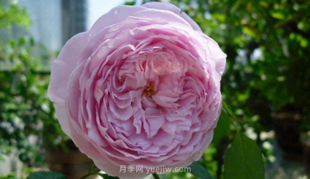 推薦9個(gè)花香濃郁的藤本月季品種，香飄滿院(圖8)
