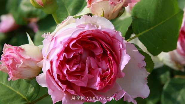 推薦9個(gè)花香濃郁的藤本月季品種，香飄滿院(圖4)
