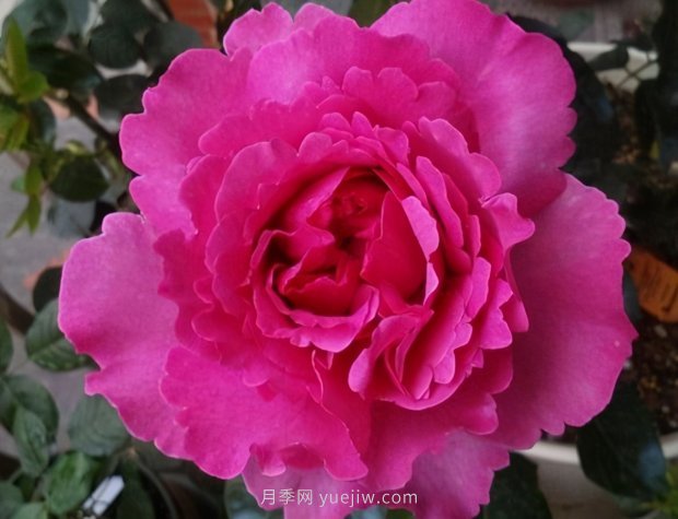 推薦9個(gè)花香濃郁的藤本月季品種，香飄滿院(圖7)