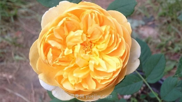 推薦9個(gè)花香濃郁的藤本月季品種，香飄滿院(圖3)
