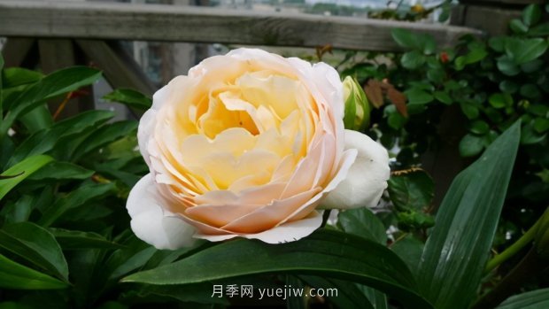 推薦9個(gè)花香濃郁的藤本月季品種，香飄滿院(圖5)