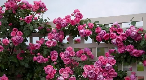 推薦9個(gè)花香濃郁的藤本月季品種，香飄滿院(圖10)