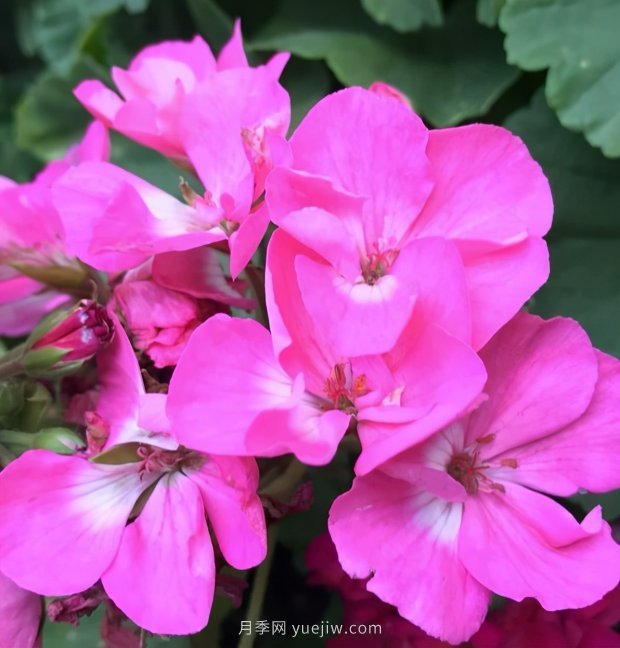 4種花卉，花友入坑不能自拔，尤其是月季(圖3)