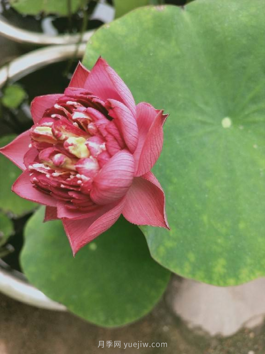 4種花卉，花友入坑不能自拔，尤其是月季(圖4)