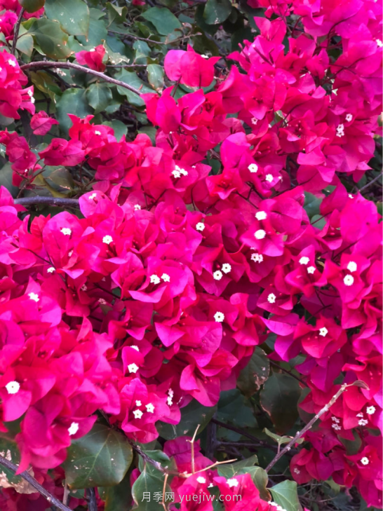 4種花卉，花友入坑不能自拔，尤其是月季(圖2)