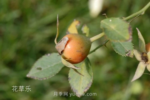 區(qū)分月季、玫瑰的七個技巧(圖11)