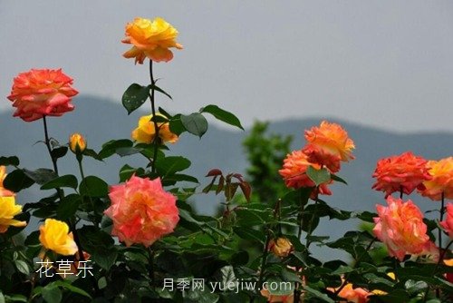 區(qū)分月季、玫瑰的七個技巧(圖9)