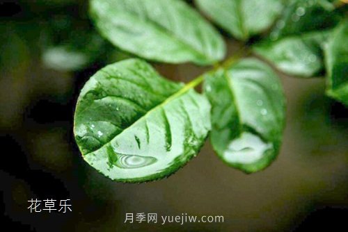區(qū)分月季、玫瑰的七個技巧(圖5)